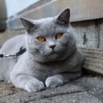 melhores criadores de felinos de raça inglesa pura