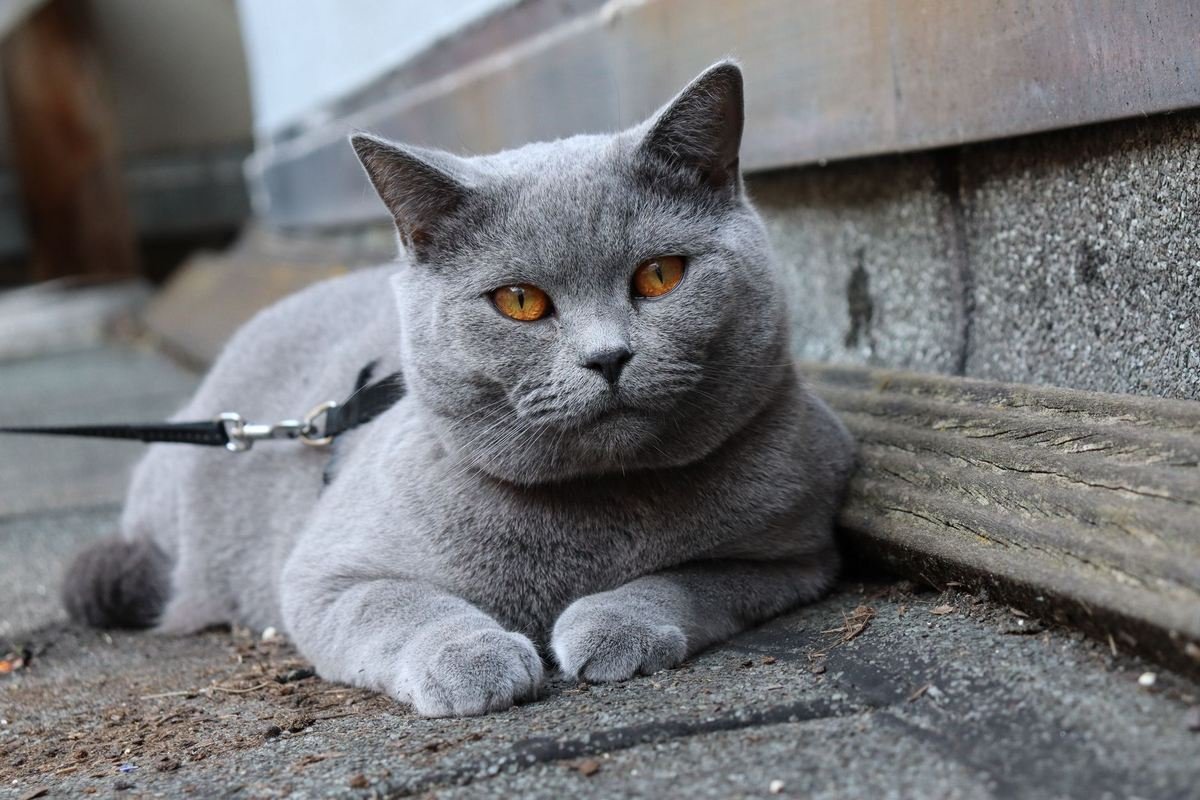 melhores criadores de felinos de raça inglesa pura
